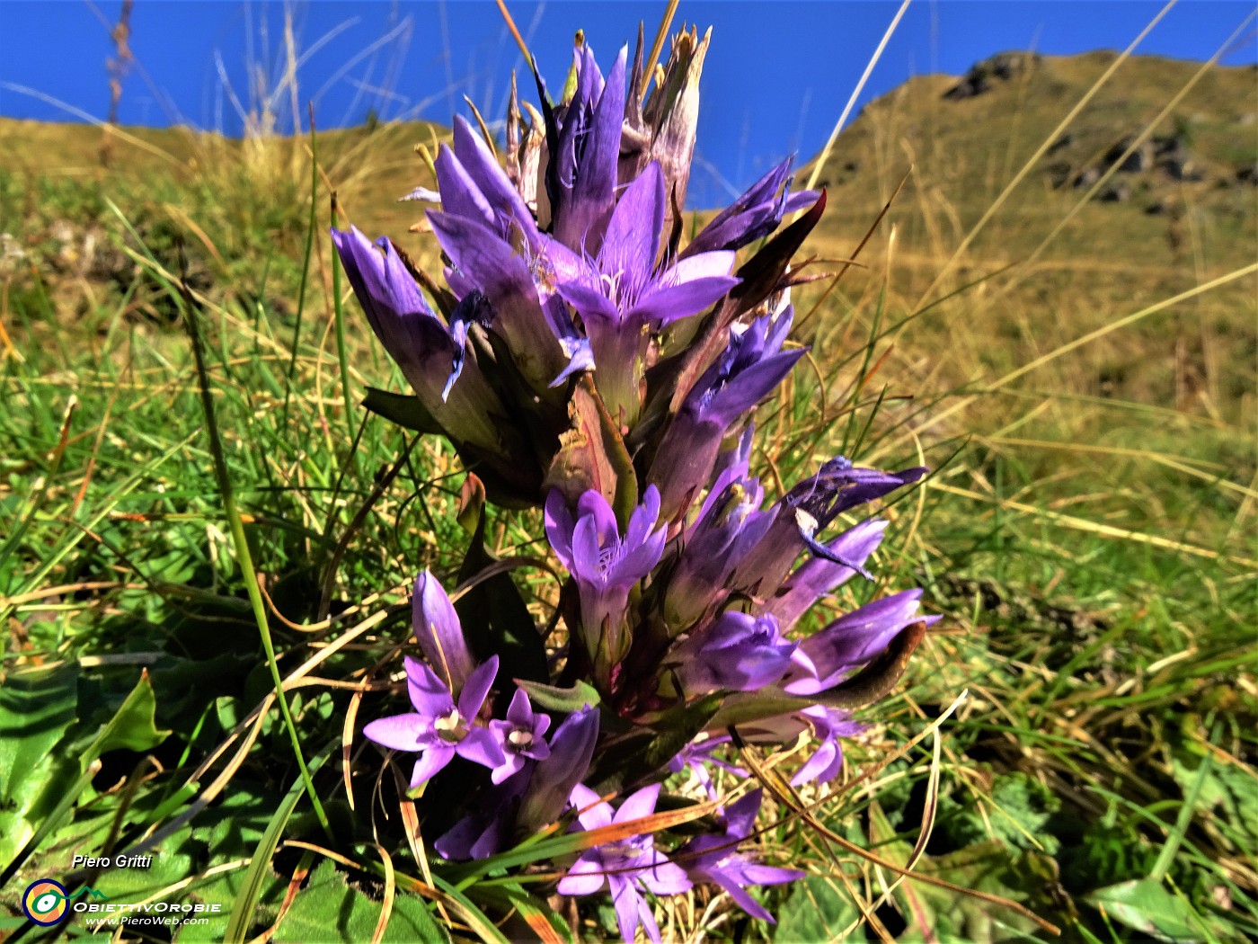 17 Gentianella (Genzianella) in fiore.JPG